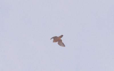86county.peregrineinflighyt846.JPG