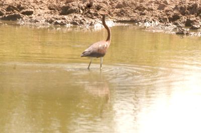 87countytricoloredheron11111.JPG