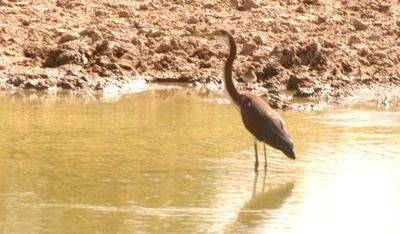 87countytricoloredheron2222222222.JPG