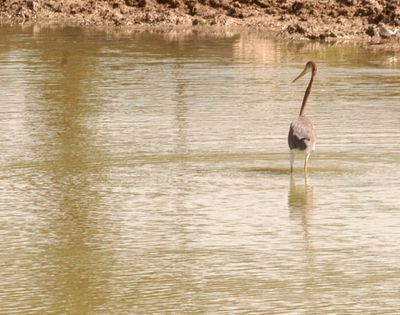 87countytricoloredheron55555555.JPG