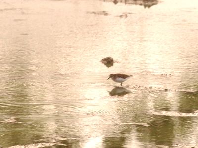 89countyleastsandpiper4444444444.JPG