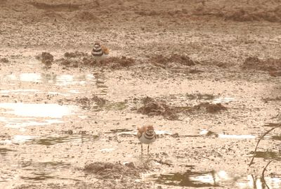 89countykilldeer88888888.JPG