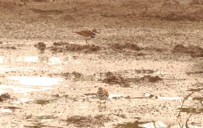 89countykilldeer66666666666.JPG