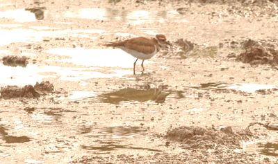 89countykilldeer444444444.JPG