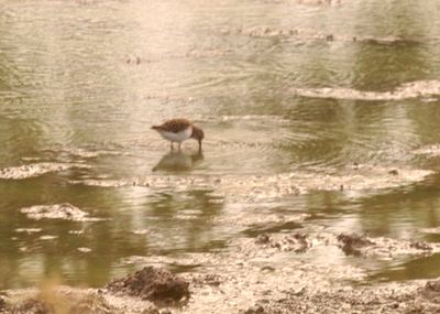 89countyleastsandpiper.JPG