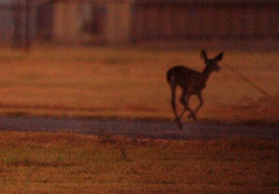 810countydeer.JPG
