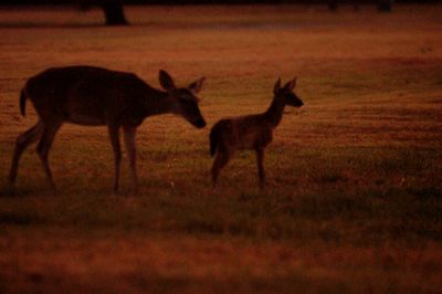810countyddddeer.JPG