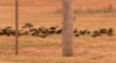 811county.blackbirds333333333333.JPG