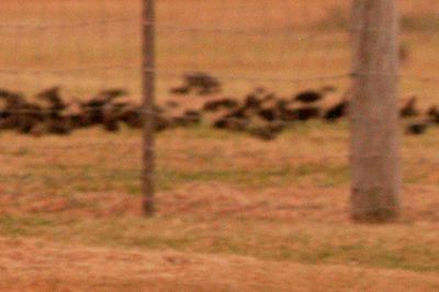 811county.blackbirds555555555.JPG