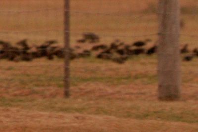 811county.blackbirds44444444.JPG