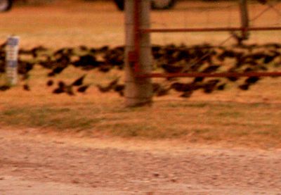 811county.blackbirds6666666.JPG