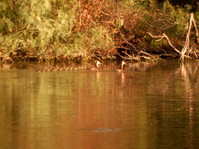 816county.ducksbbwddducks'.JPG
