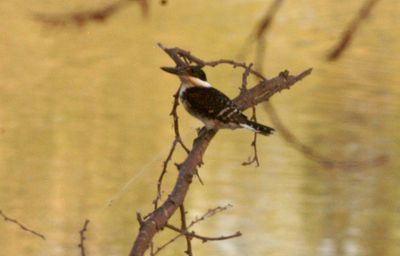 816county.htrrgreenkingfisher22222222222.JPG
