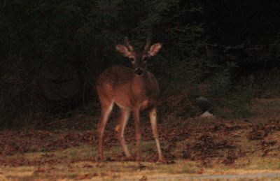 817countydeer111111.JPG