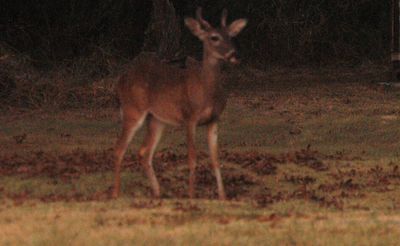 817countydeer22222222222.JPG