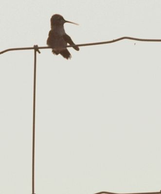 817countyhummer66666666.JPG