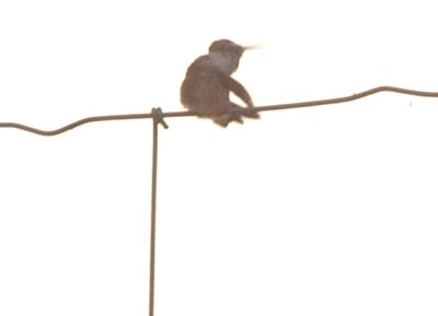 817countyhummer8888888888.JPG