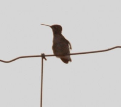 817countyhummer99999999.JPG