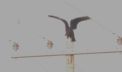 817countyblackvulture.JPG