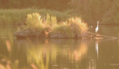 817countygreategret.JPG
