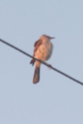 819countymockingbird.JPG