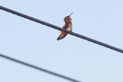 819countyhummer11111111.JPG