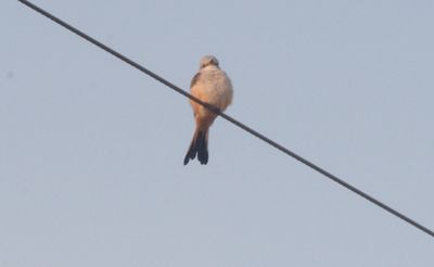 825Countyscissortail2222222222222.JPG