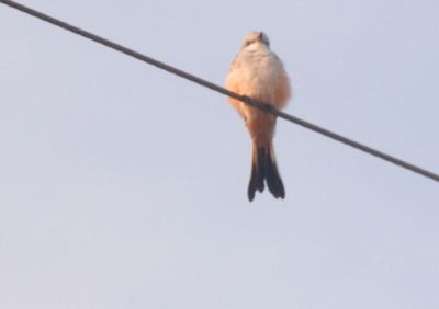 825Countyscissortail4444444.JPG