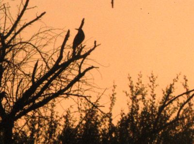 827Countygreenheron.JPG