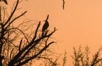 827Countygreenheron22222222222.JPG