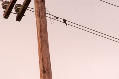 930countycowbird.JPG