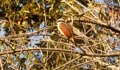 1019countygreatkiskadee13zzzzzzzzzz.JPG