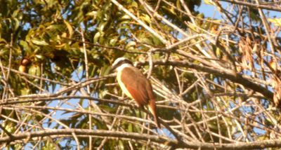 1019countygreatkiskadee10.JPG