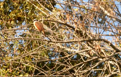 1019countygreatkiskadee9999999s.JPG