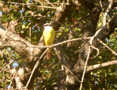 1019countygreatkiskadee444444444.JPG