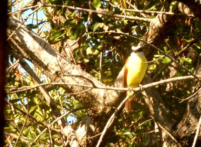 1019countygreatkiskadee222222222.JPG