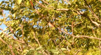 1019countyrufous12.JPG