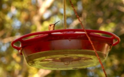 1019countyrufous11.JPG