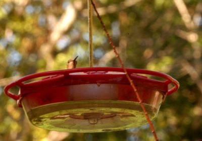 1019countyrufous9999999999999.JPG