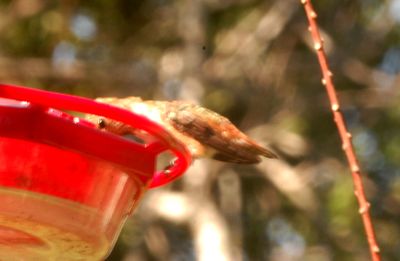 1018county.rufous6777777777.JPG