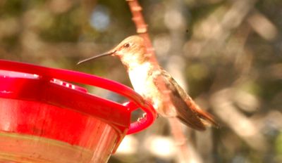 1018county.rufous555555555.JPG