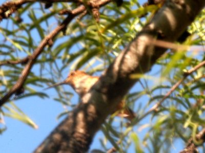 1019countyrufous6666666666.JPG