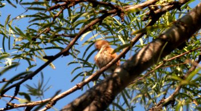 1019countyrufous33333333.JPG