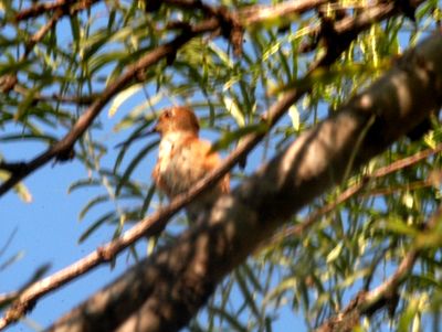 1019countyrufous222222222.JPG