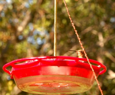 1018county.rufous.JPG