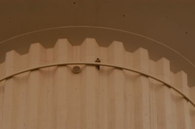 1017countyperegrine2222222222.JPG