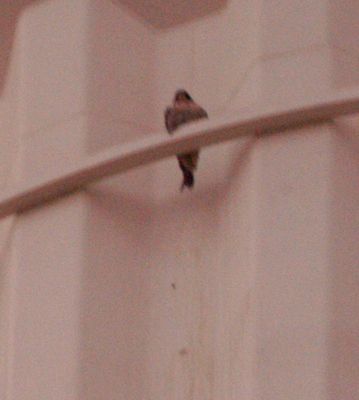1017countyperegrine