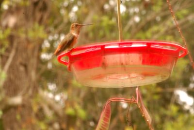 1016countyffufous.JPG