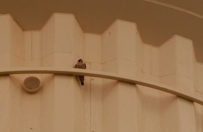 1016countyperegrine222222222222.JPG