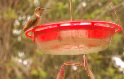 1016countyrufous444444444.JPG